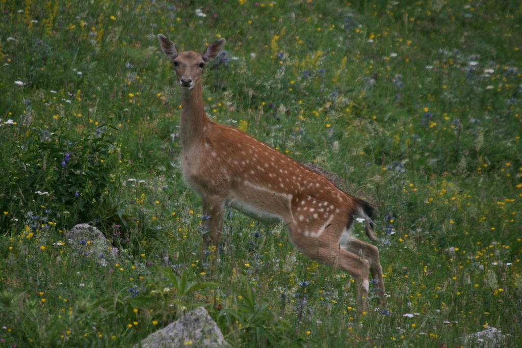 Alba D'Esteve. Casa Rural Espot Zewnętrze zdjęcie
